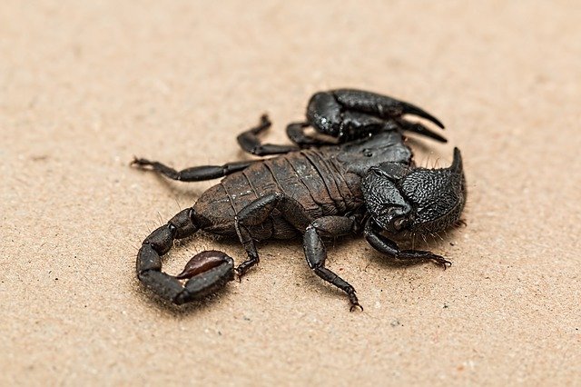 scorpion-1001742_640.jpg