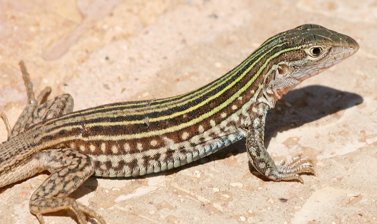 whiptail-lizard.png