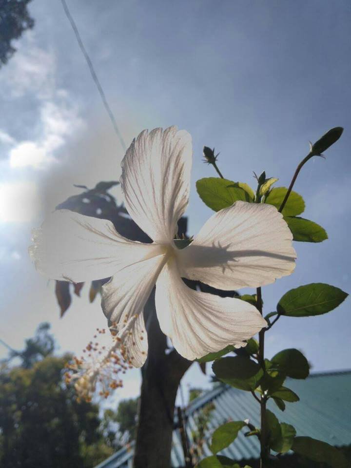 White flower.jpg