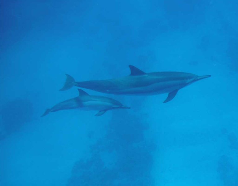 dolphins-mother-baby-hawaii.jpg