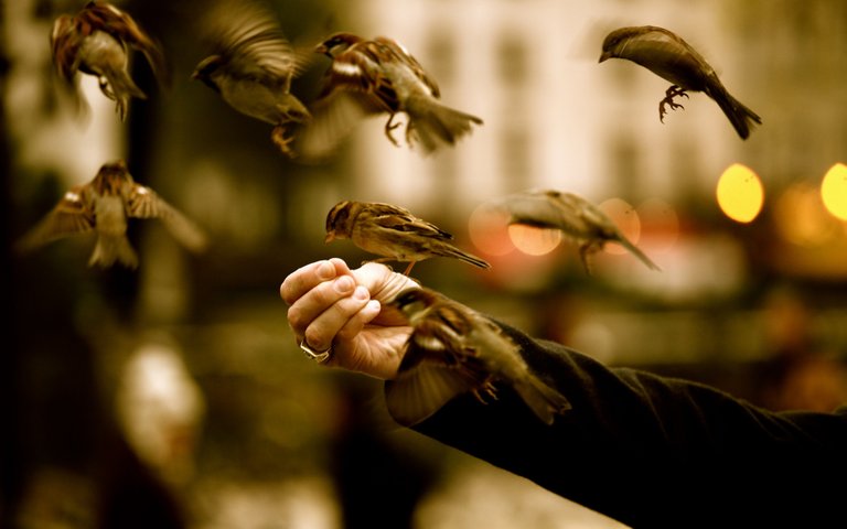 Sparrows-Birds-HD-Wallpapers.jpg