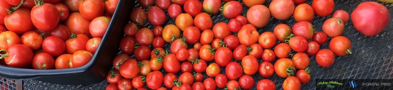 tomato-banner-grow-pro-2.jpg