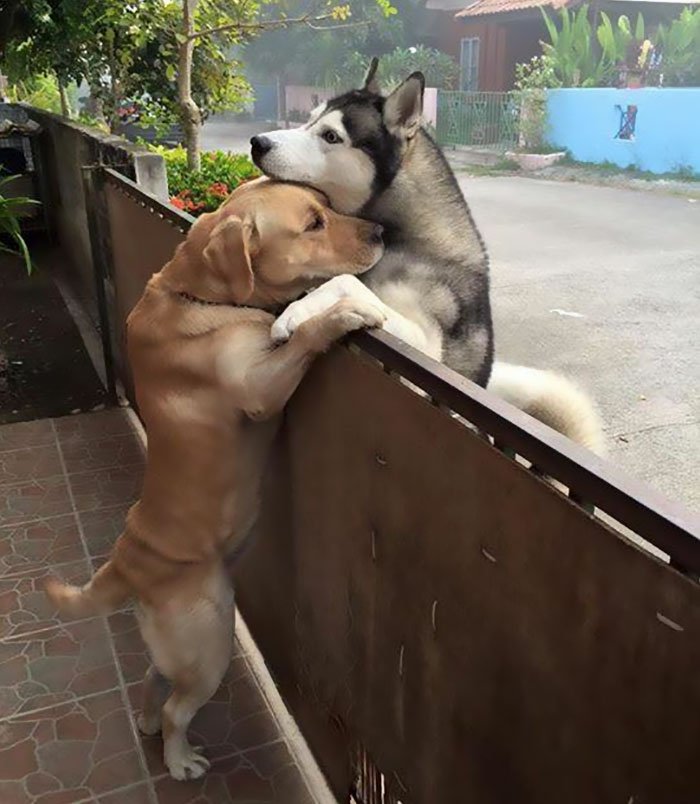 dog-escapes-yard-hugs-best-friend-messy-audi-thailand-3-596722309ade0__700.jpg