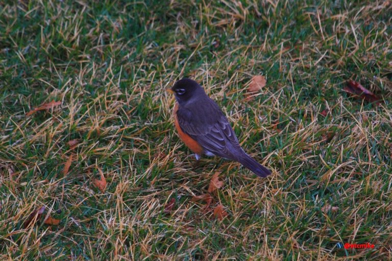 American Robin PFW20-24-0007.JPG