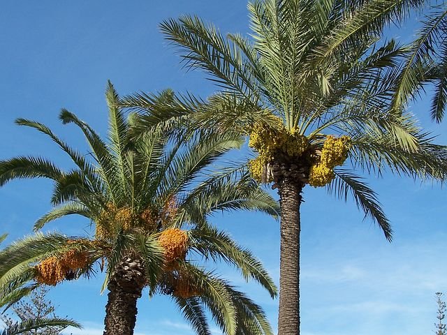 date-palm-1328921__480.jpg