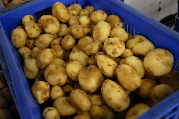 Potato_4C_-kURG--621x414@LiveMint.jpg