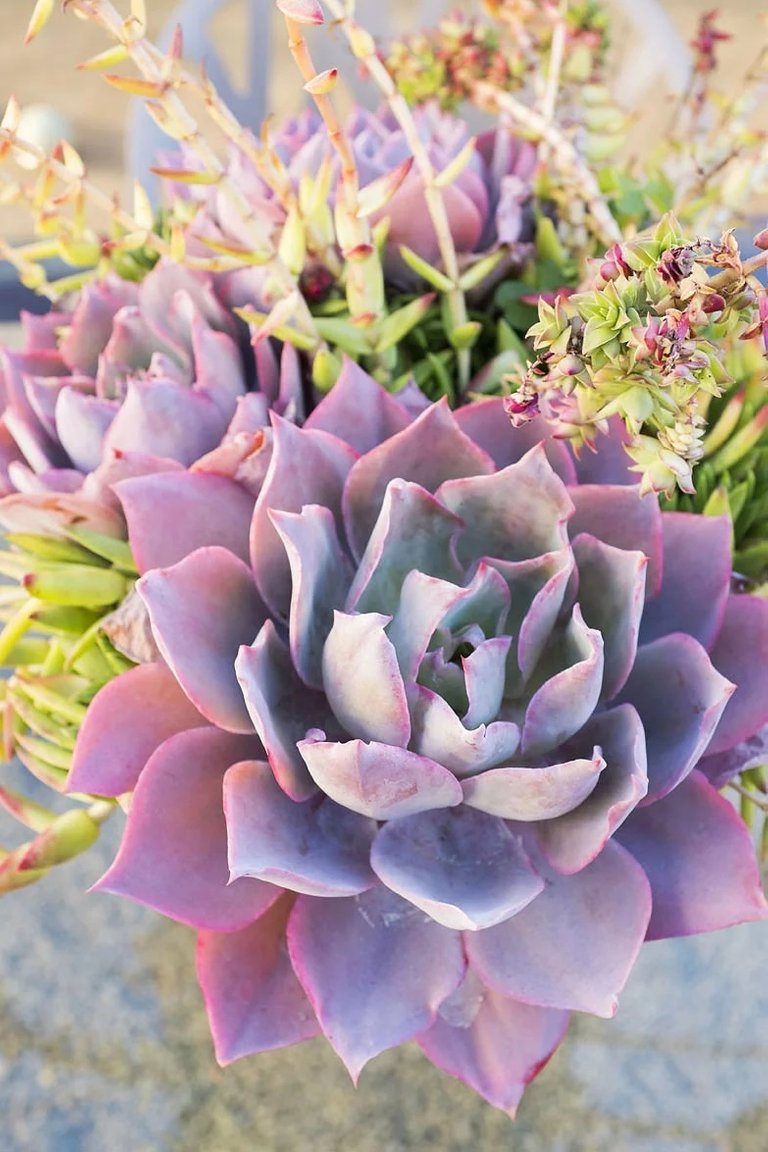 Echeveria.jpg