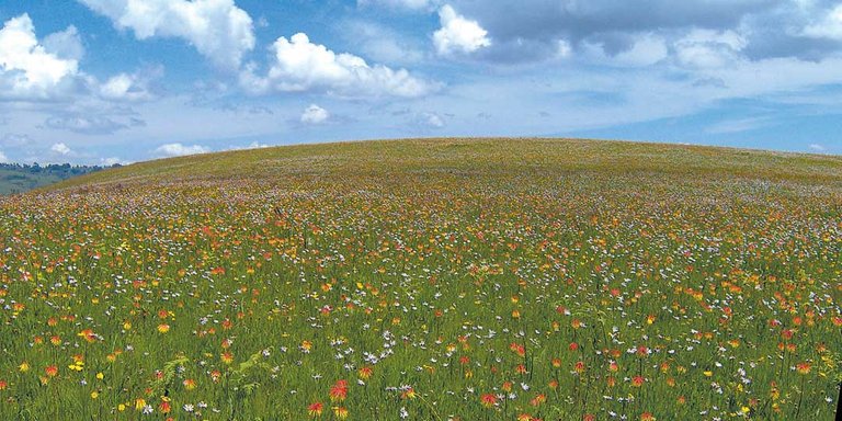 kitulo NP.jpg