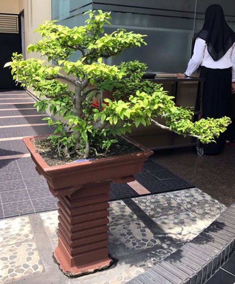 Bonsai_01.jpg