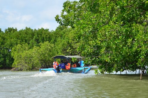 1-perahu-di-hutan-bakau.jpg