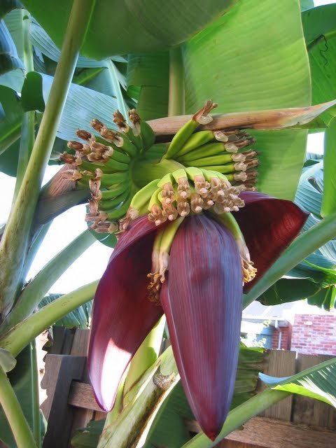 how-to-grow-bananas-in-melbourne-ground-to-ground-banana-tree-flower.jpg