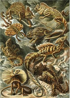 240px-Haeckel_Lacertilia.jpg