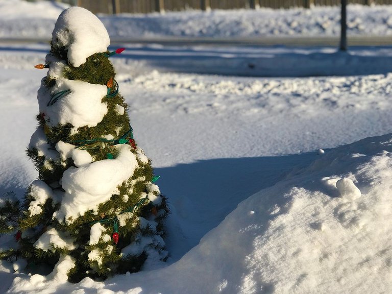 Christmas-Tree-Snow_4727.jpg