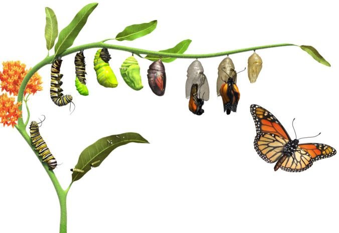 dk_butterfly_lifecycle_rev05_affmr0.jpg