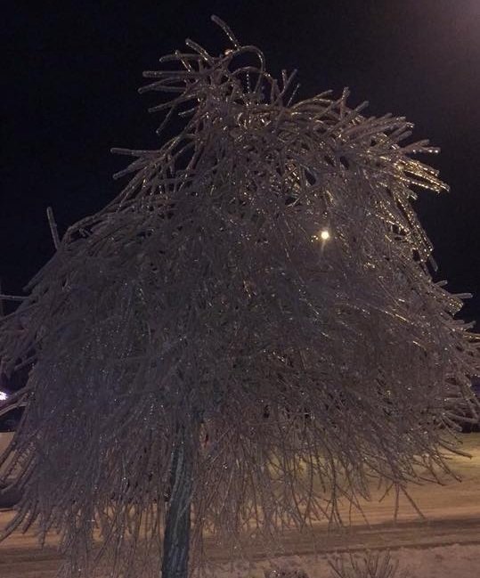 ice tree.jpg