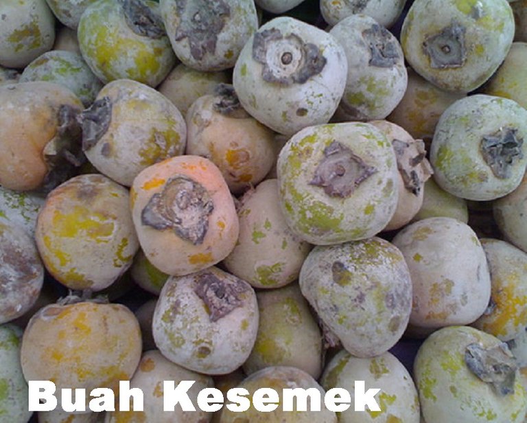 Buah-Kesemek.jpg