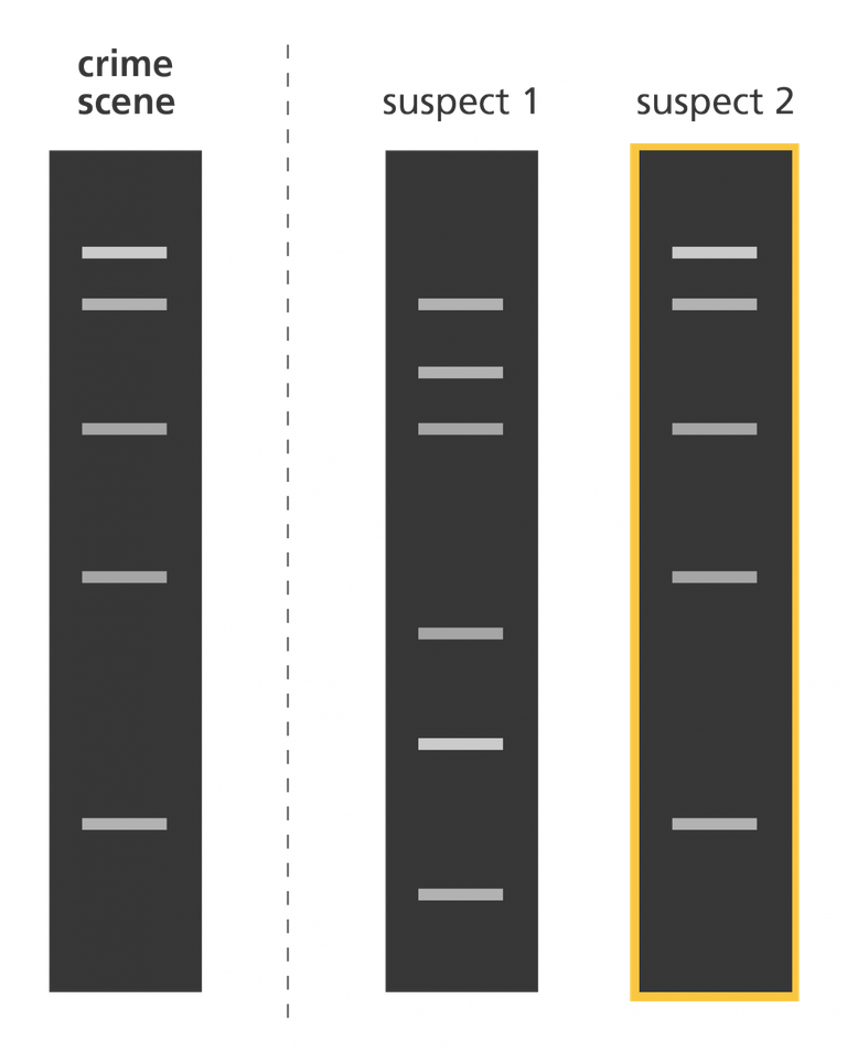 dna_fingerprint_crime_yourgenome.png