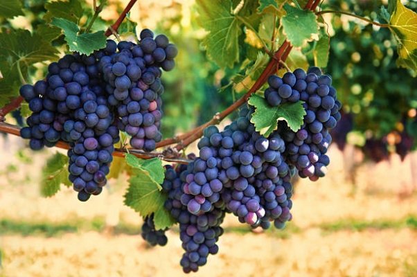 grapes 2.jpg