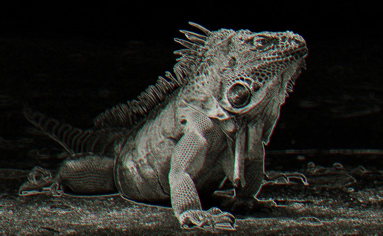 iguana1.jpg