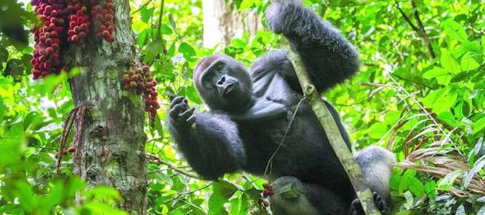 3-Days-Gorilla-tracking-Bwindi-Impenetrable-Forest-and-lake-Bunyonyi.jpg