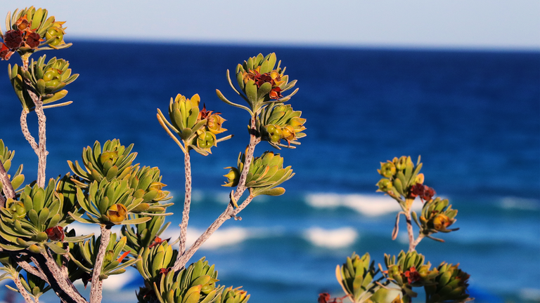 flower-beach.png