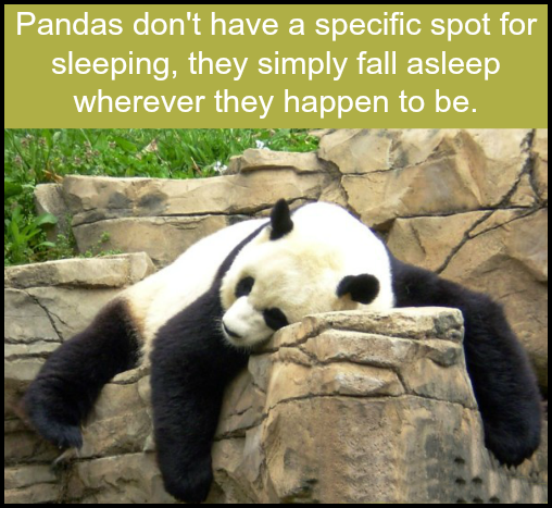 panda_short_html_a8c0e0c9.png