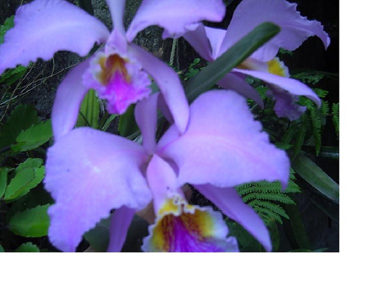 orquideas.JPG