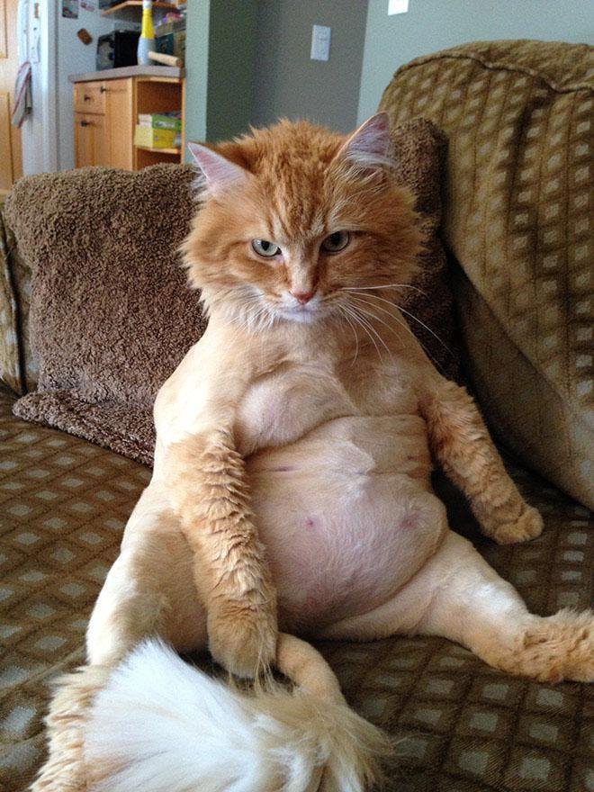 This picture of a chubby ginger cat sat on his bum is one of the hilarious.jpg