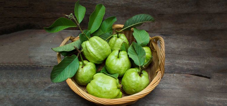 How-Are-Guava-Leaves-Beneficial-For-Your-Hair-1.jpg