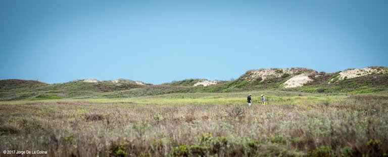 Searching-by-the-dunes.jpg