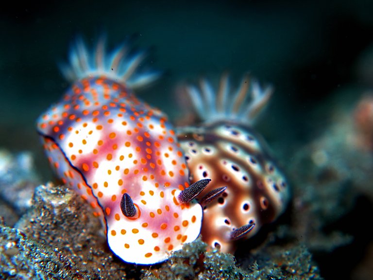 Chromodoris-Kunei-1.jpg