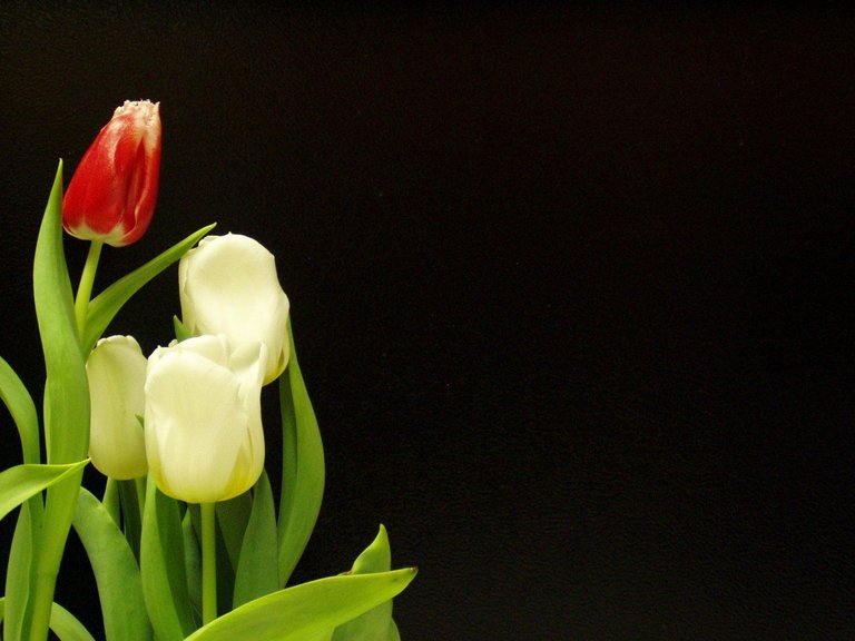 tulips-1531279.jpg