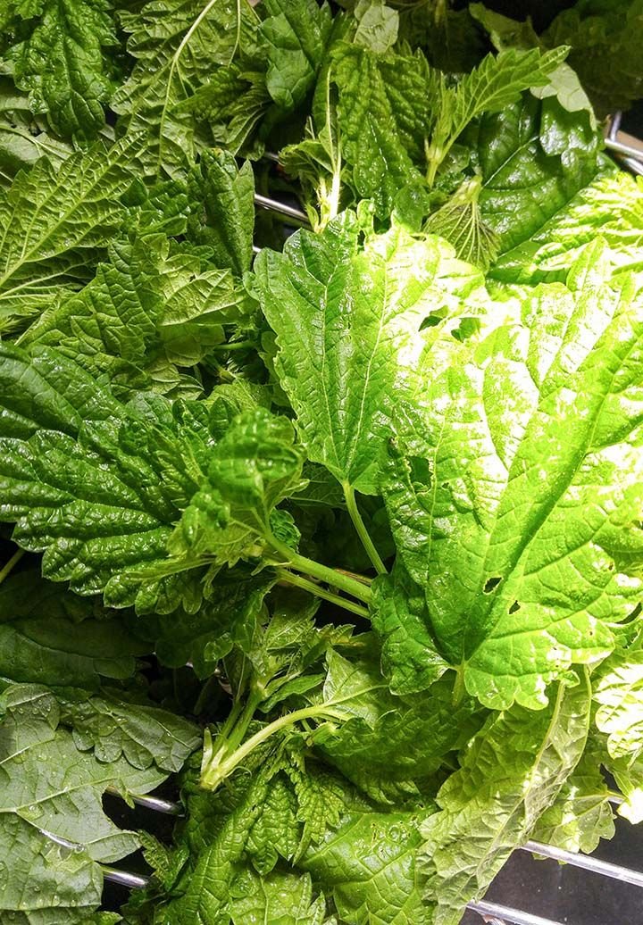 fresh nettle 2.jpg