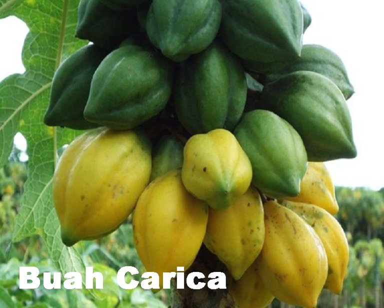 buah-carica.jpg