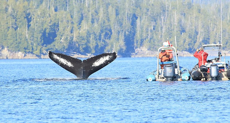 5.-Wildlife-Whale-Watching-Tours-West-Coast-Vancouver-Island-British-Columbia-Brian-Congdon-min.jpg