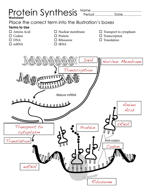 Protein Synthesis Worksheet2.png