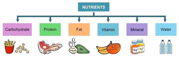 nutrients_med.jpeg