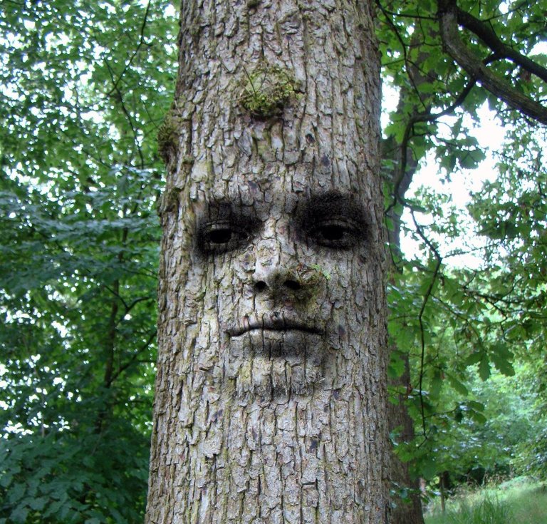 Tree Man.jpg