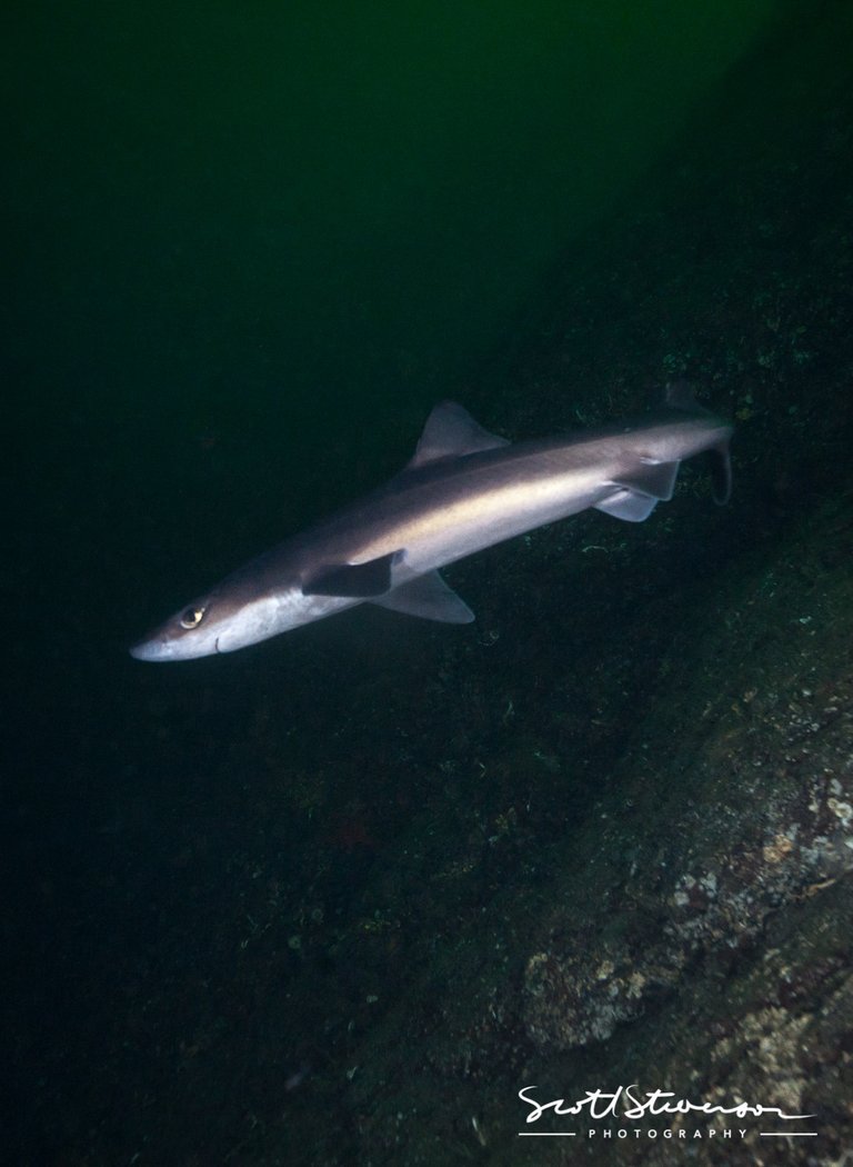 Pacific Spiny Dogfish-4.jpg