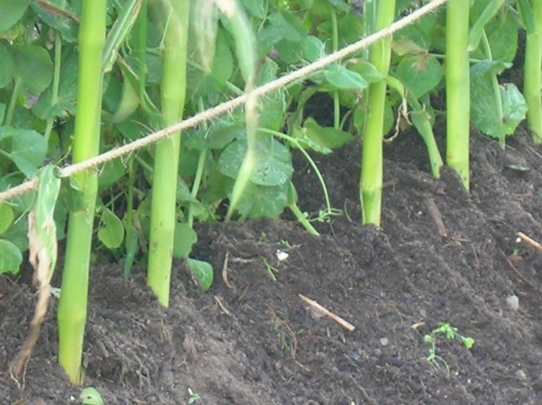 corn stalks 5eigths rope.JPG