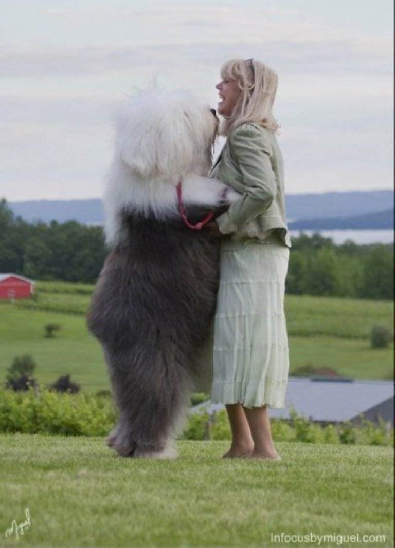 Old English Sheep Dog with lady.jpg