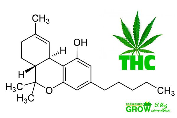 thc-planta-marihuana.jpg