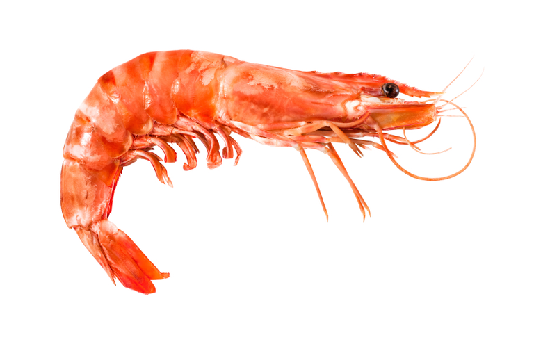 shrimp.png