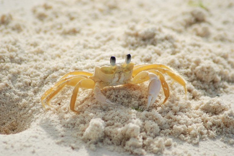 crab-215170_960_720.jpg