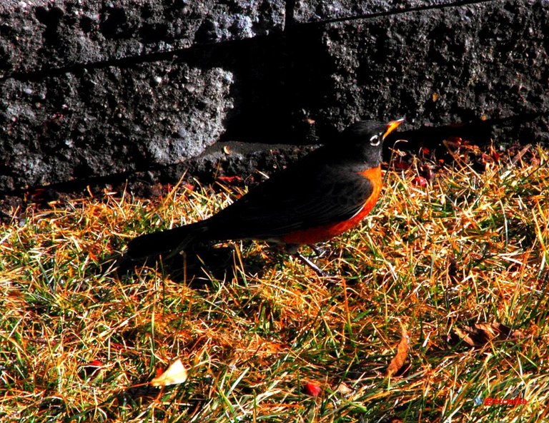 American Robin Arobin05.JPG