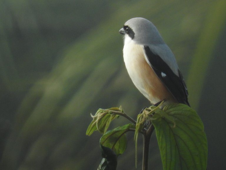 Baybacked shrike.JPG