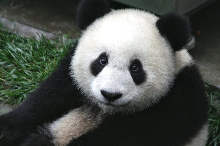 panda-649938_1280.jpg