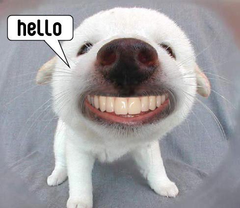 dog hello.jpg