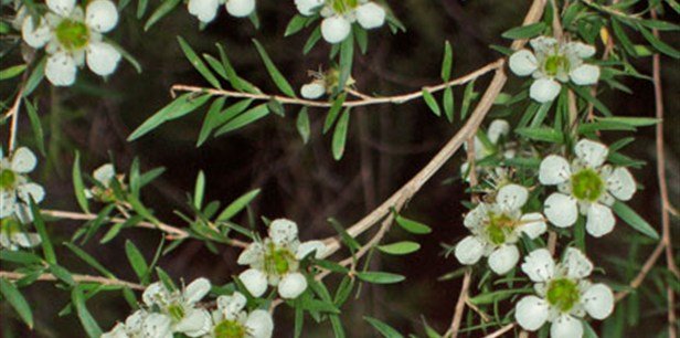 Leptospermum-petersonii-main.jpg