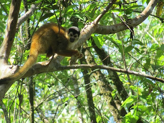 1.1421354399.2-squirrel-monkey.jpg